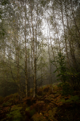In the silence of the birches