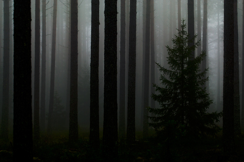 forest