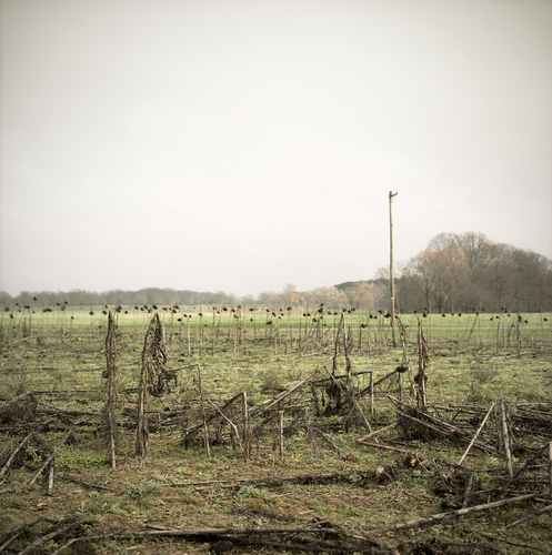 Dead Sunflower Field