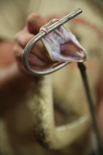 Unhappy Rattlesnake