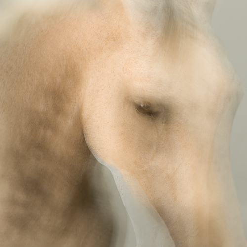 Dream Horse 1