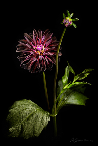 Dahlia Arabian Night