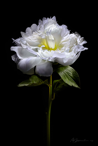 White Peony