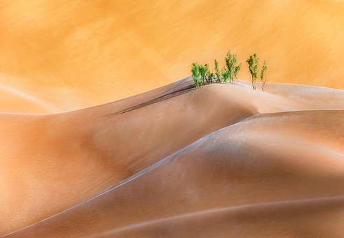 Green Desert 