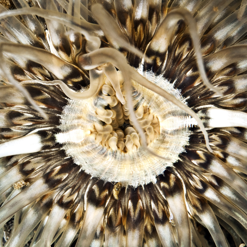 Anemone