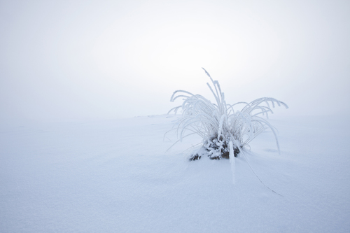 Icy Fog