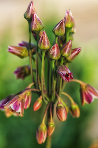 African Lily