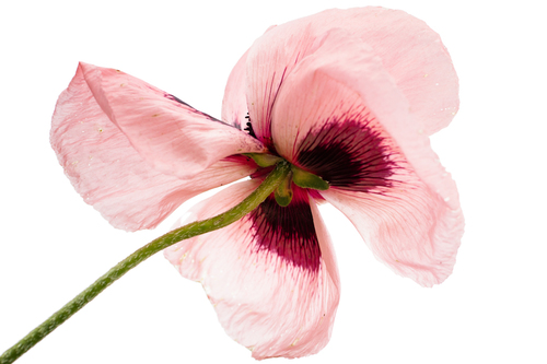 Poppy