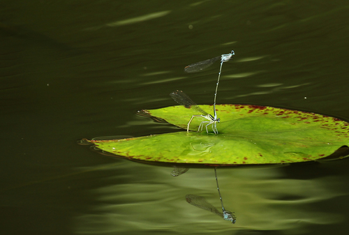 Reproduction