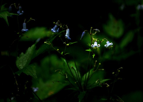 Wildflowers