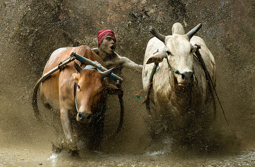 Pacu Jawi Race