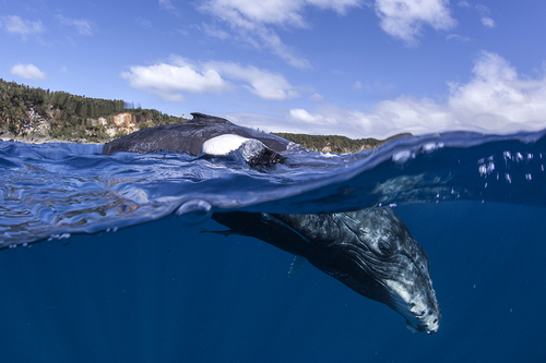 Humpback Calf Over and Under