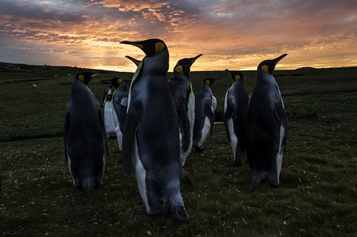 Kings at sunset