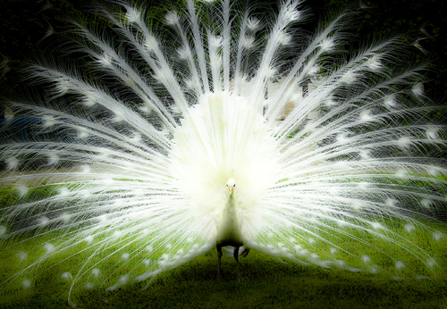 Proud as a Peacock