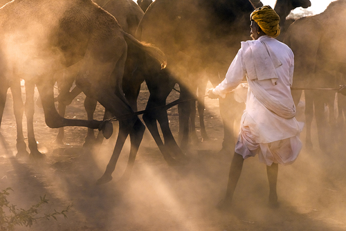 Camel Wrangler