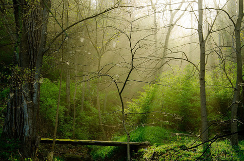Enchanted Forest