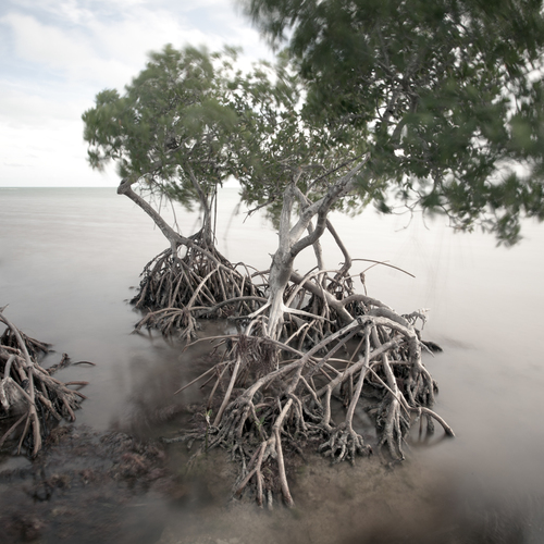 Mangroves #6