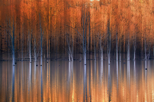 Emerging Beauties Reflected