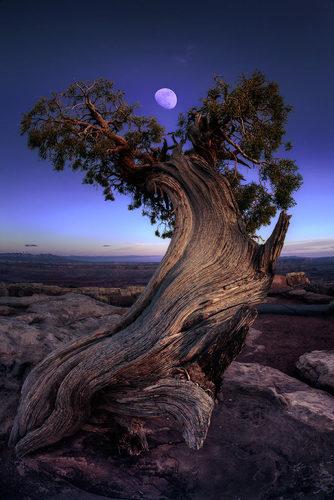 Moon Catcher