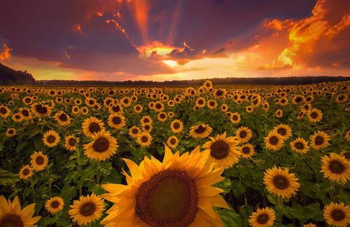 Divine Light