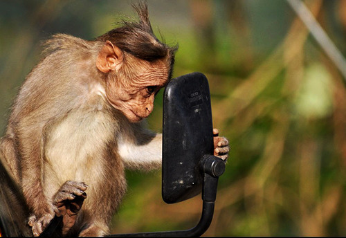 Monkey n Mirror
