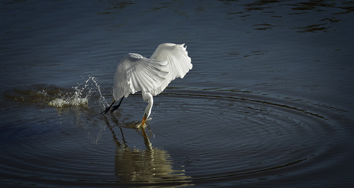 Egret Ballet