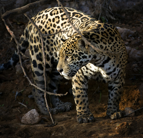 Jaguar Hunting