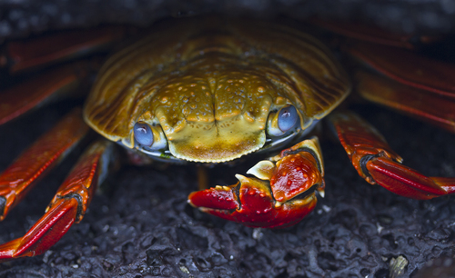Sally lightfoot crab