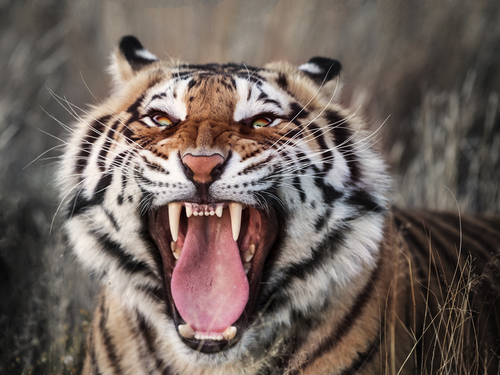 Yawning Tiger