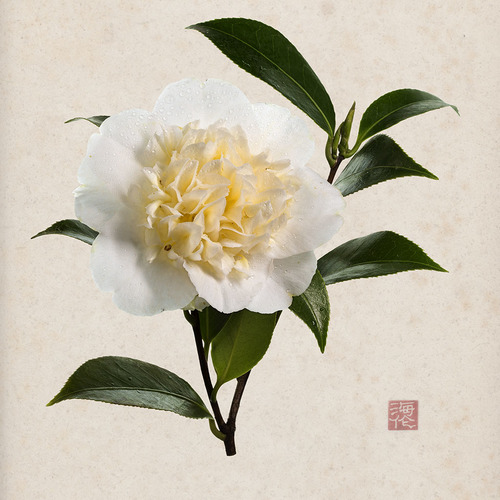 White Camellia