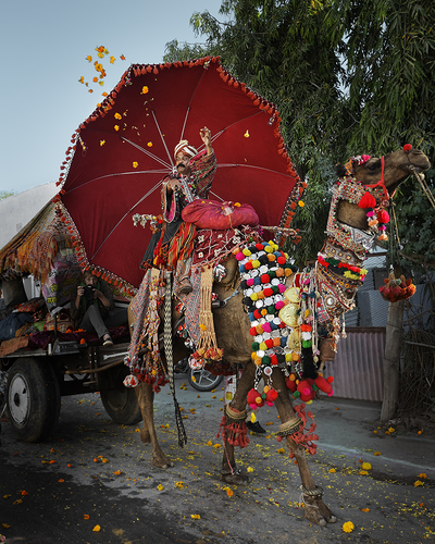 Ashok Tossing Marigolds
