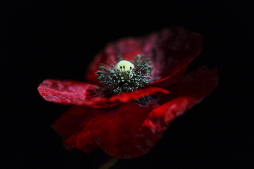 Flanders Poppy