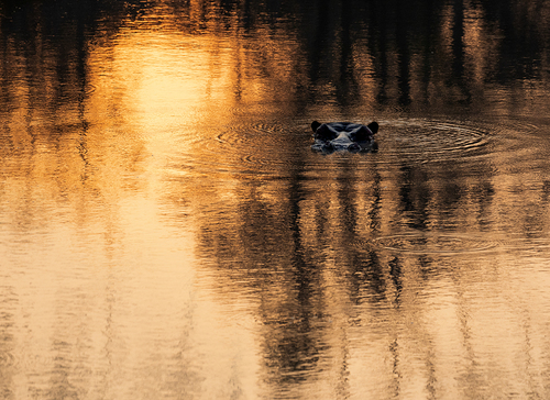Hippo Pool Sunset