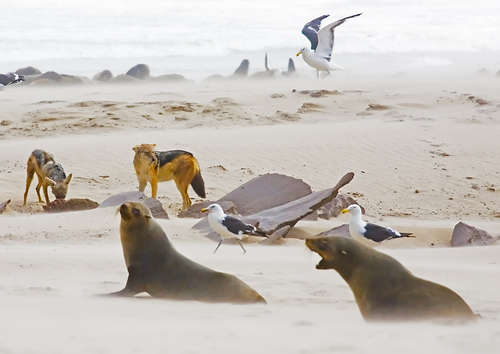 Jackals, Sea Lions and Sea Gulls 