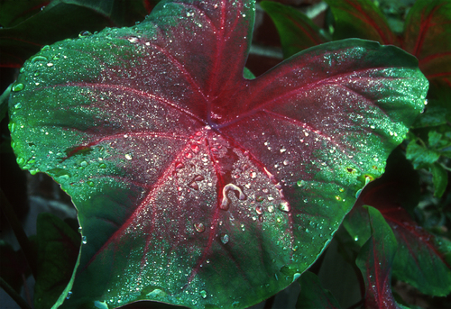 Caladium