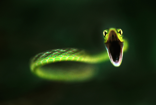 Vine Snake Strike