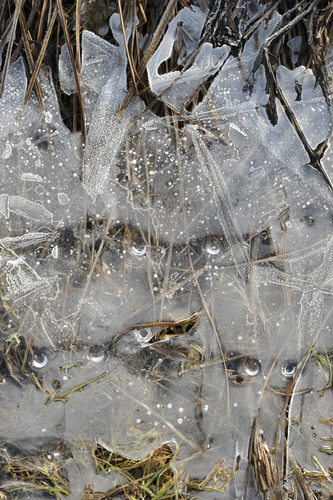 Face in the Ice