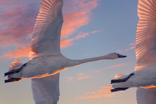 Trumpeter Swans