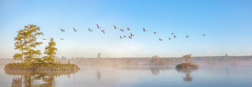 Canada Geese, Madeline Island