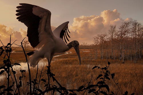 Stork