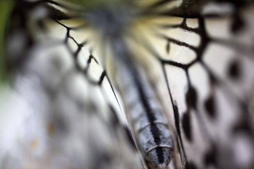 Butterfly 1