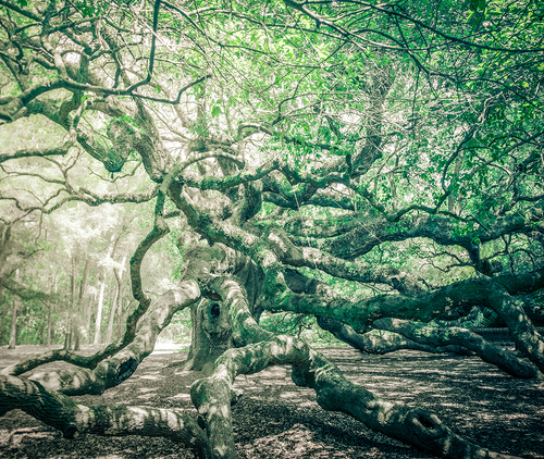 Angel Oak