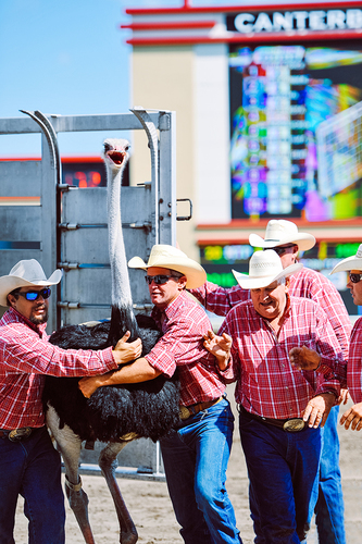 Ostrich and Cowboys
