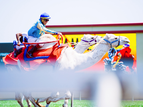 Camel Race