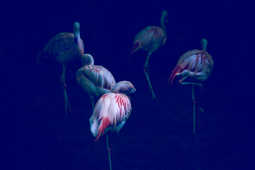 Sleeping Flamingos