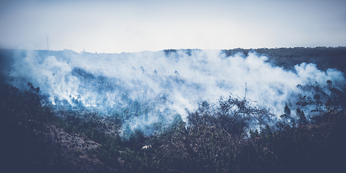 Up In Smoke