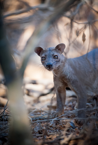 Threatened Wild Fossa
