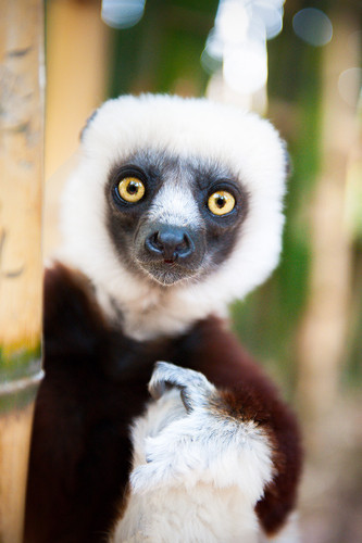 Wild Endangered Sifaka in Madagascar 