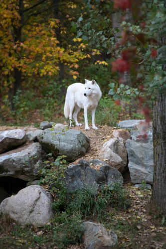 Wolf in Northern Minnesota