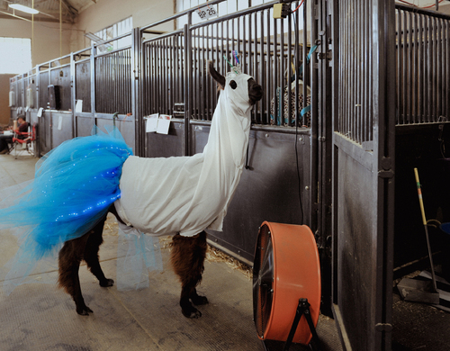 Renegade Llamas #1